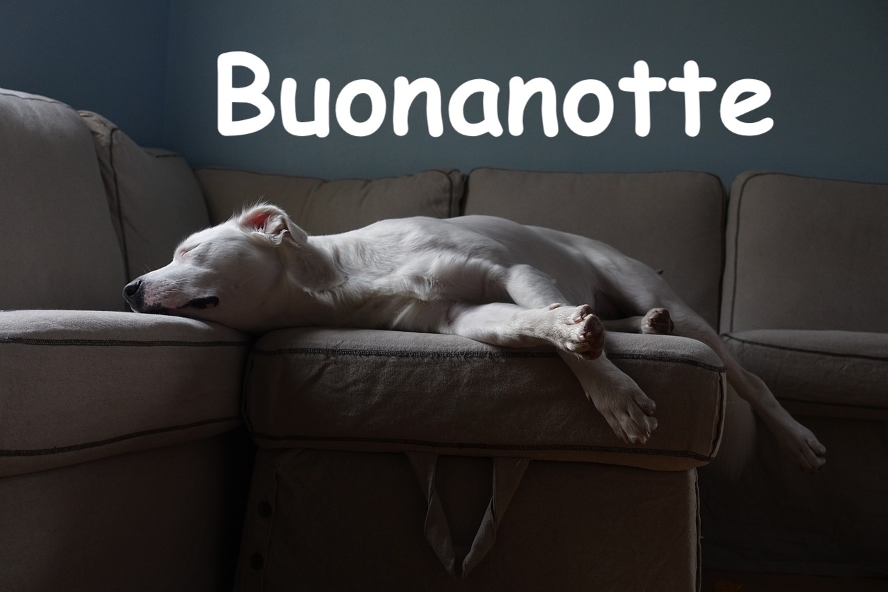 un bel cane bianco sonnecchia nel divano di casa 